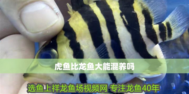 虎魚比龍魚大能混養(yǎng)嗎