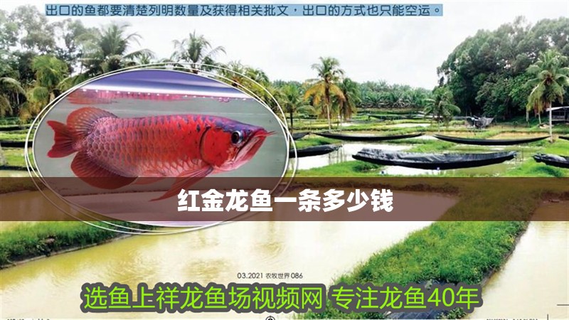 紅金龍魚一條多少錢