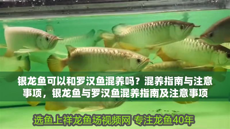 銀龍魚可以和羅漢魚混養嗎？混養指南與注意事項，銀龍魚與羅漢魚混養指南及注意事項