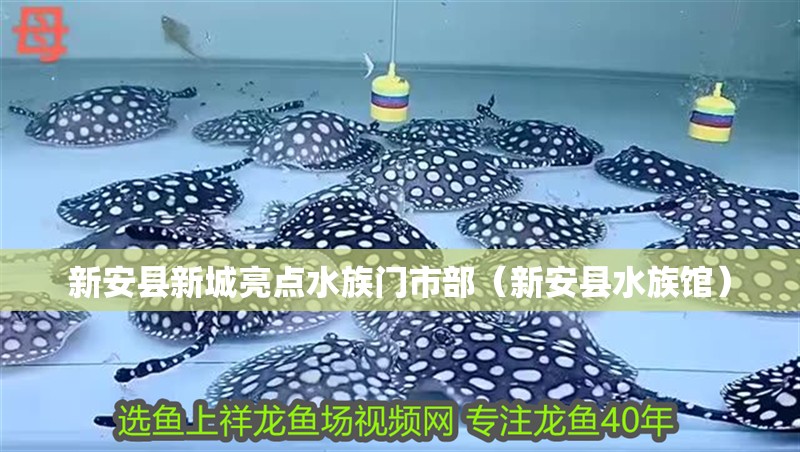 新安縣新城亮點水族門市部（新安縣水族館）