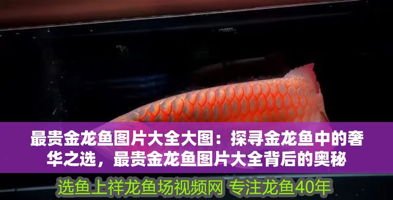 最貴金龍魚圖片大全大圖：探尋金龍魚中的奢華之選，最貴金龍魚圖片大全背后的奧秘