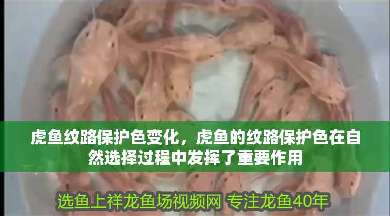 虎魚紋路保護色變化，虎魚的紋路保護色在自然選擇過程中發(fā)揮了重要作用