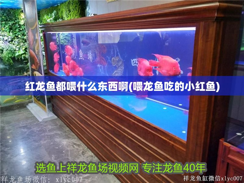 紅龍魚都喂什么東西啊(喂龍魚吃的小紅魚) 紅龍魚都喂什么東西啊(喂龍魚吃的小紅魚) 紅龍魚百科 第1張