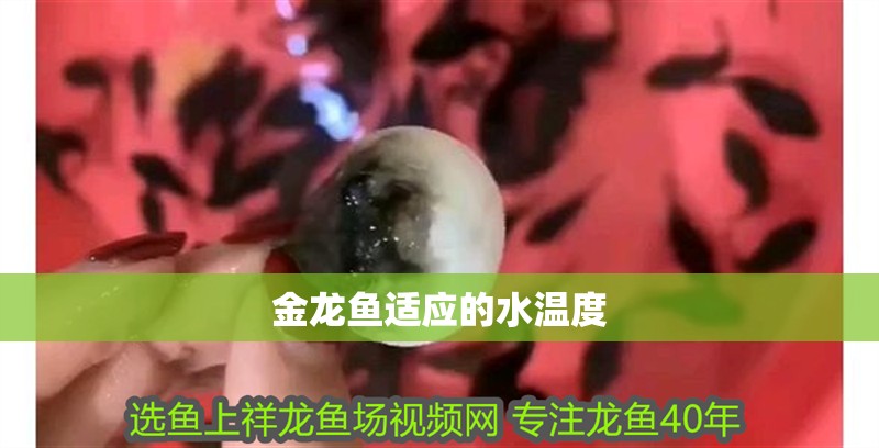 金龍魚適應的水溫度