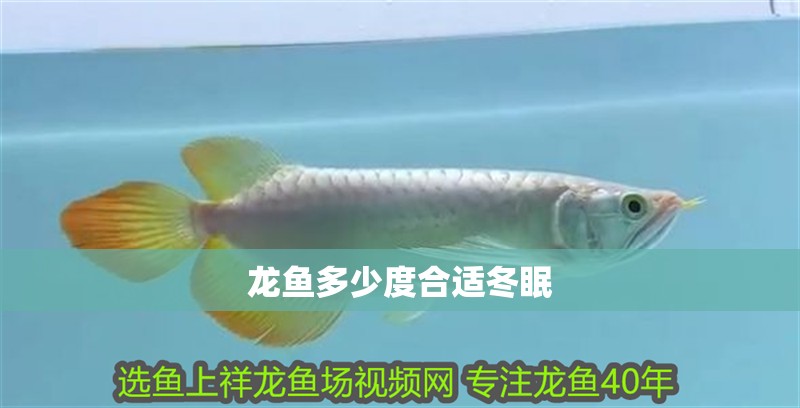 龍魚多少度合適冬眠
