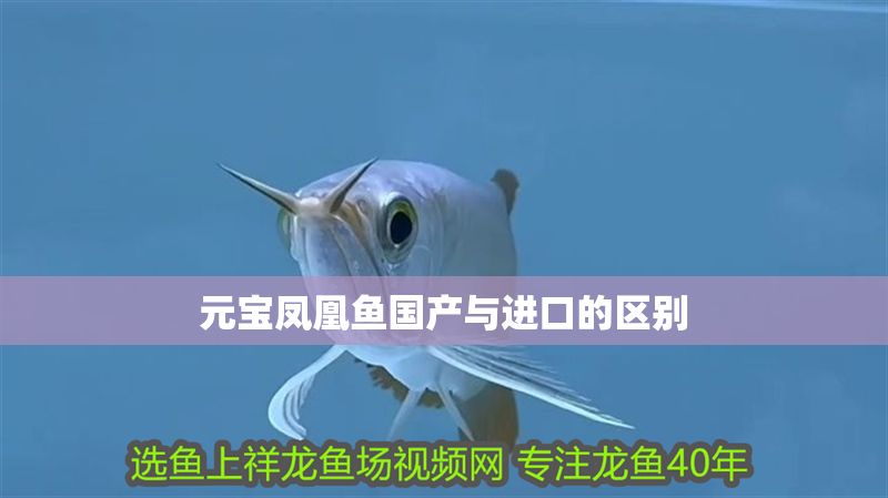 元寶鳳凰魚國產與進口的區別 元寶鳳凰魚國產與進口的區別 元寶鳳凰魚百科 第2張