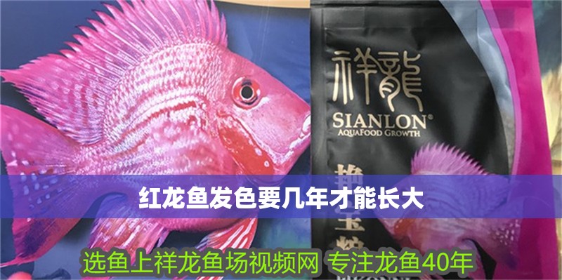 紅龍魚發色要幾年才能長大