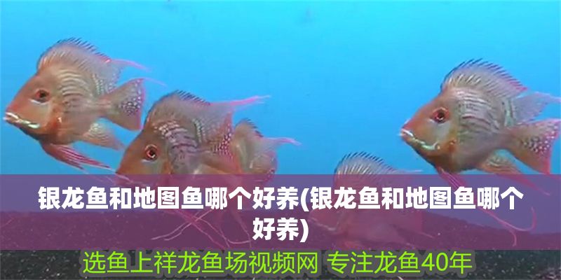 銀龍魚和地圖魚哪個好養(銀龍魚和地圖魚哪個好養) 銀龍魚和地圖魚哪個好養(銀龍魚和地圖魚哪個好養) 銀龍魚百科 第1張
