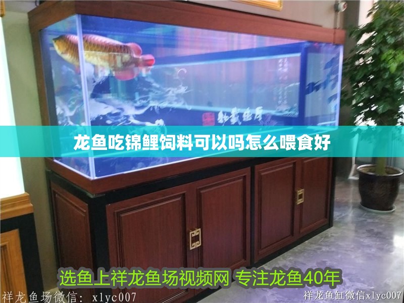龍魚吃錦鯉飼料可以嗎怎么喂食好