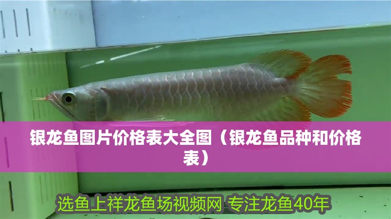 銀龍魚圖片價格表大全圖（銀龍魚品種和價格表）