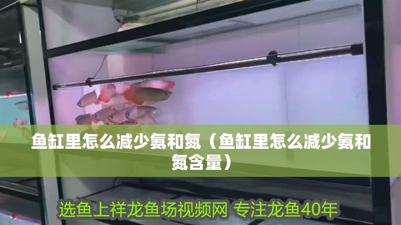 魚缸里怎么減少氨和氮（魚缸里怎么減少氨和氮含量）