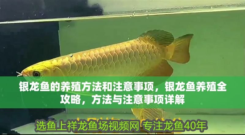 銀龍魚的養(yǎng)殖方法和注意事項，銀龍魚養(yǎng)殖全攻略，方法與注意事項詳解