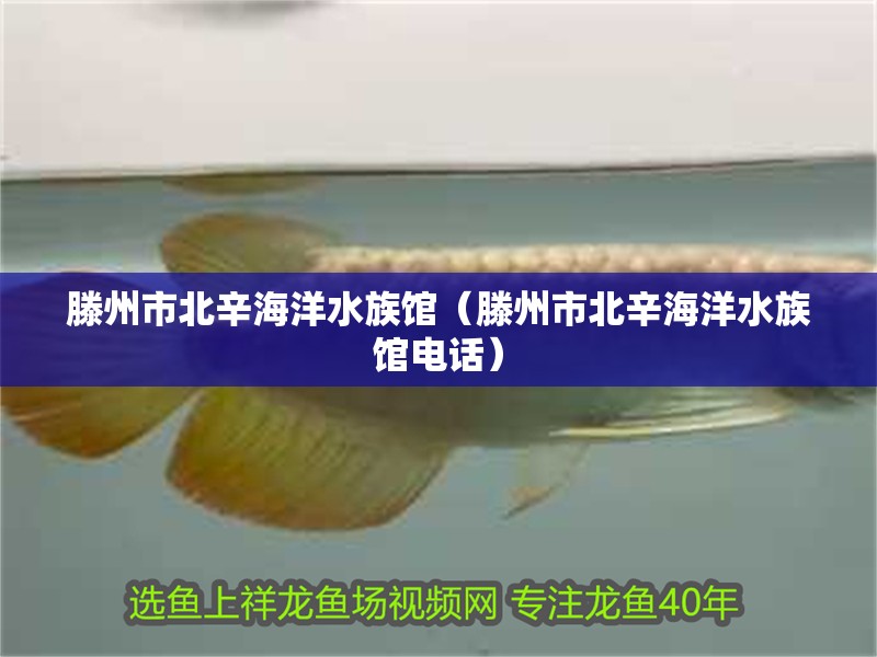 滕州市北辛海洋水族館（滕州市北辛海洋水族館電話）