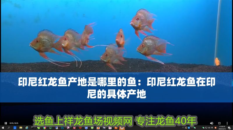 印尼紅龍魚產地是哪里的魚：印尼紅龍魚在印尼的具體產地
