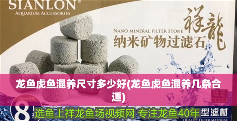 龍魚虎魚混養尺寸多少好(龍魚虎魚混養幾條合適)