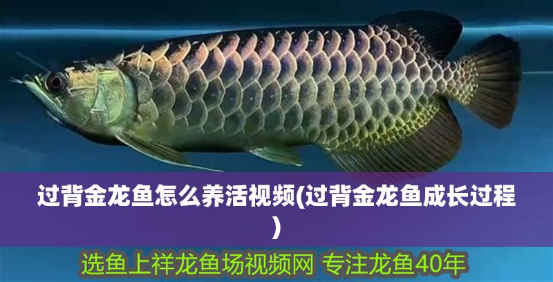 過背金龍魚怎么養(yǎng)活視頻(過背金龍魚成長過程) 過背金龍魚怎么養(yǎng)活視頻(過背金龍魚成長過程) 金龍魚百科 第1張