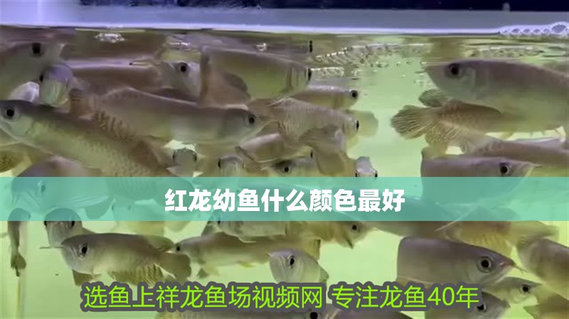 紅龍幼魚什么顏色最好