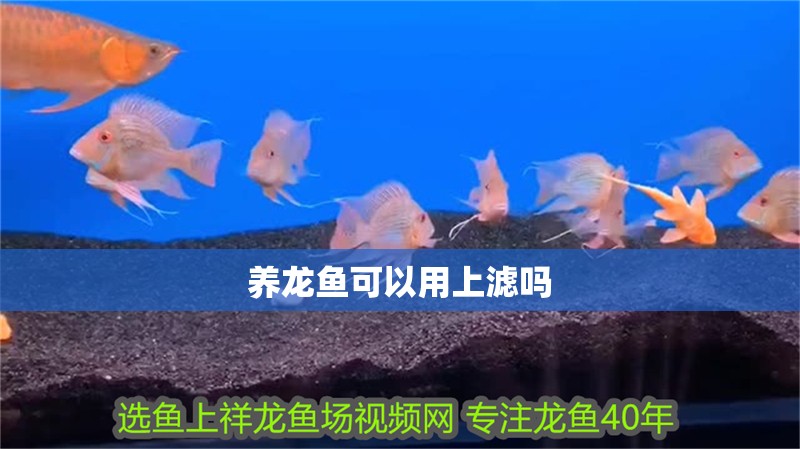 養(yǎng)龍魚可以用上濾嗎