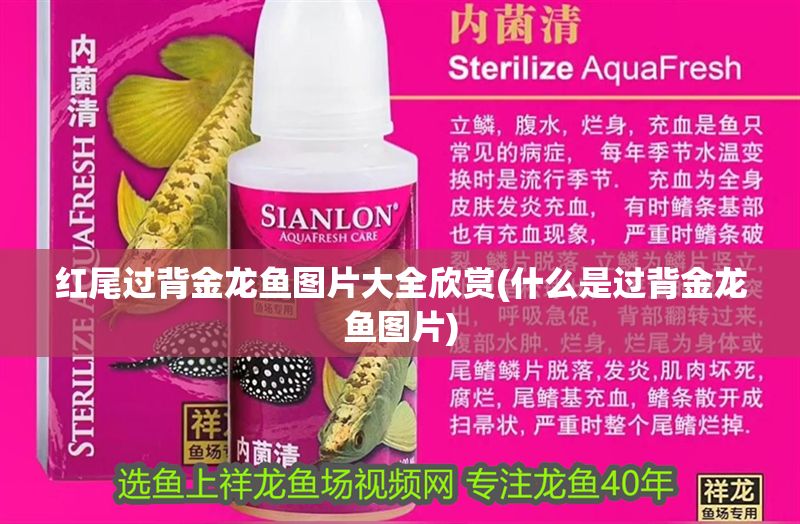 紅尾過(guò)背金龍魚(yú)圖片大全欣賞(什么是過(guò)背金龍魚(yú)圖片)