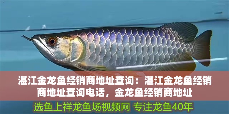 湛江金龍魚經銷商地址查詢：湛江金龍魚經銷商地址查詢電話，金龍魚經銷商地址