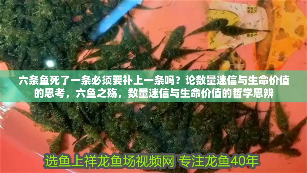 六條魚死了一條必須要補上一條嗎？論數量迷信與生命價值的思考，六魚之殤，數量迷信與生命價值的哲學思辨