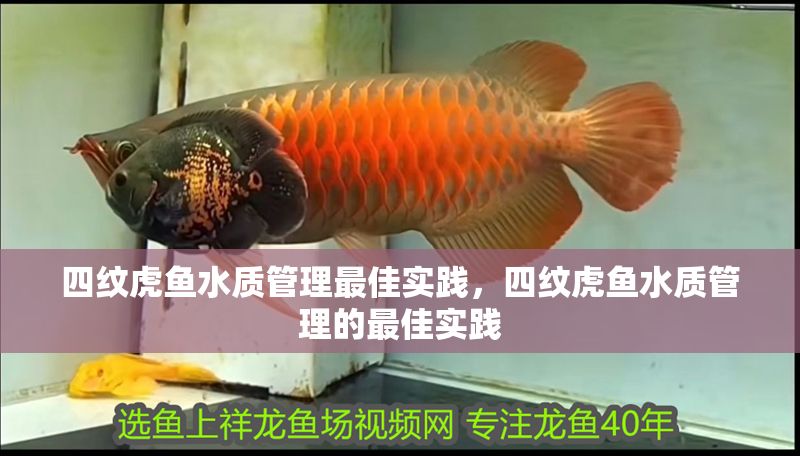 四紋虎魚水質管理最佳實踐，四紋虎魚水質管理的最佳實踐