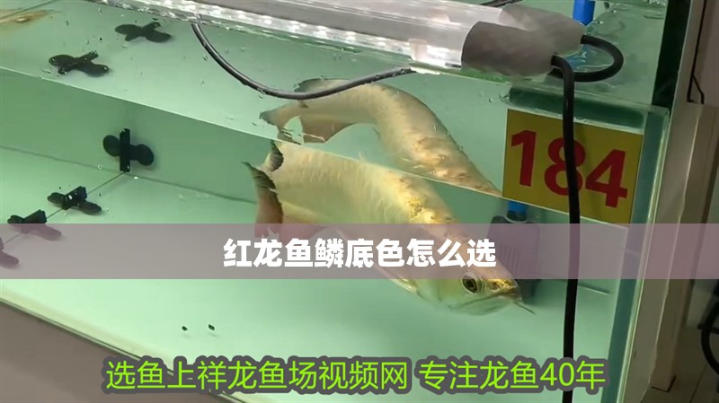紅龍魚鱗底色怎么選