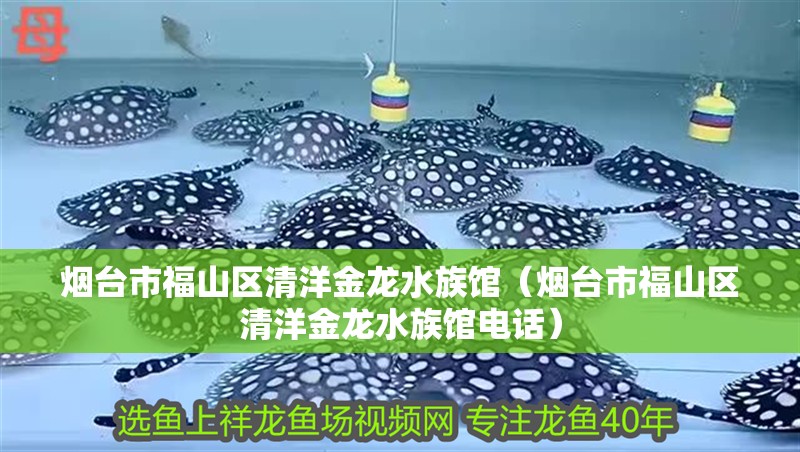 煙臺市福山區清洋金龍水族館（煙臺市福山區清洋金龍水族館電話）
