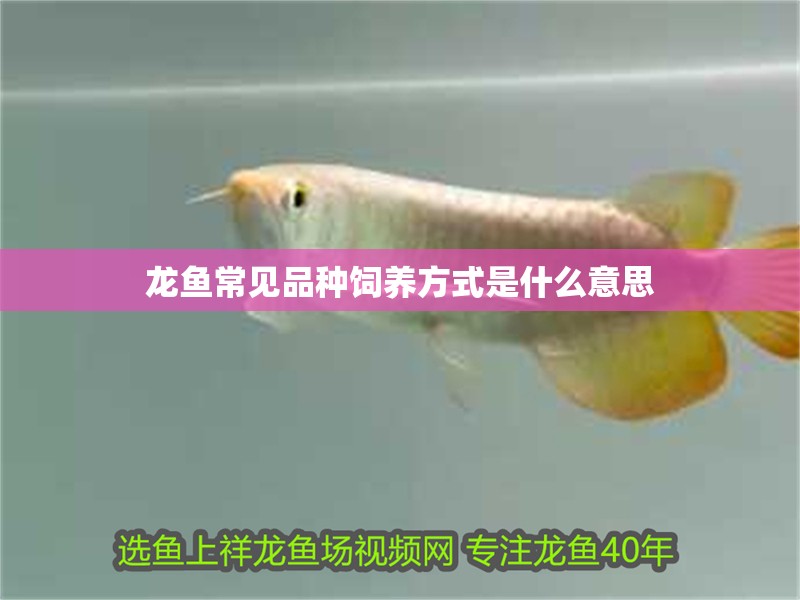 龍魚常見品種飼養方式是什么意思 龍魚常見品種飼養方式是什么意思 龍魚百科 第2張