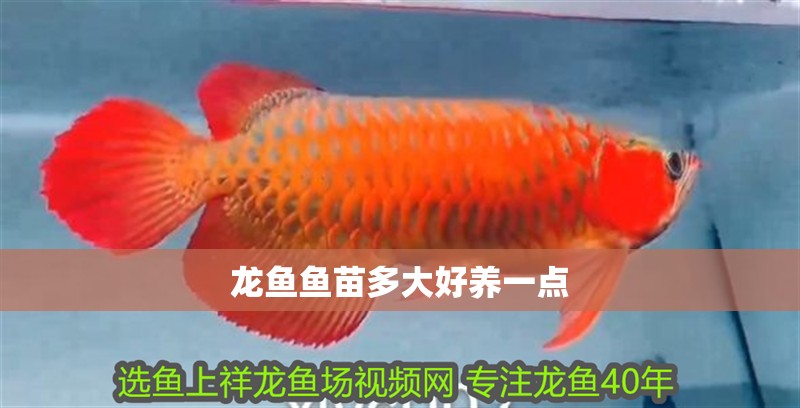 龍魚魚苗多大好養一點