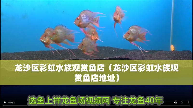 龍沙區(qū)彩虹水族觀賞魚店（龍沙區(qū)彩虹水族觀賞魚店地址） 龍沙區(qū)彩虹水族觀賞魚店（龍沙區(qū)彩虹水族觀賞魚店地址） 全國水族館企業(yè)名錄 第2張