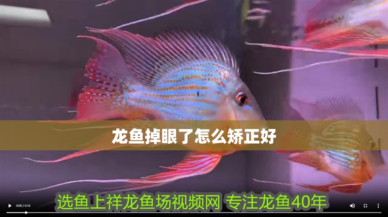 龍魚掉眼了怎么矯正好