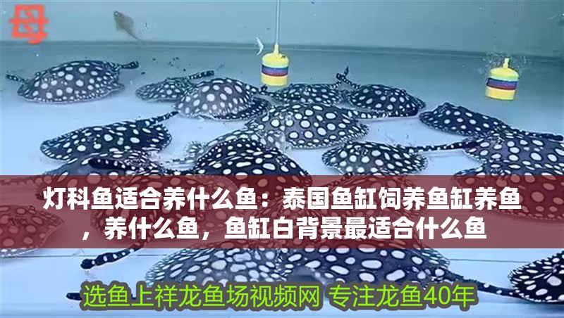燈科魚適合養什么魚：泰國魚缸飼養魚缸養魚，養什么魚，魚缸白背景最適合什么魚