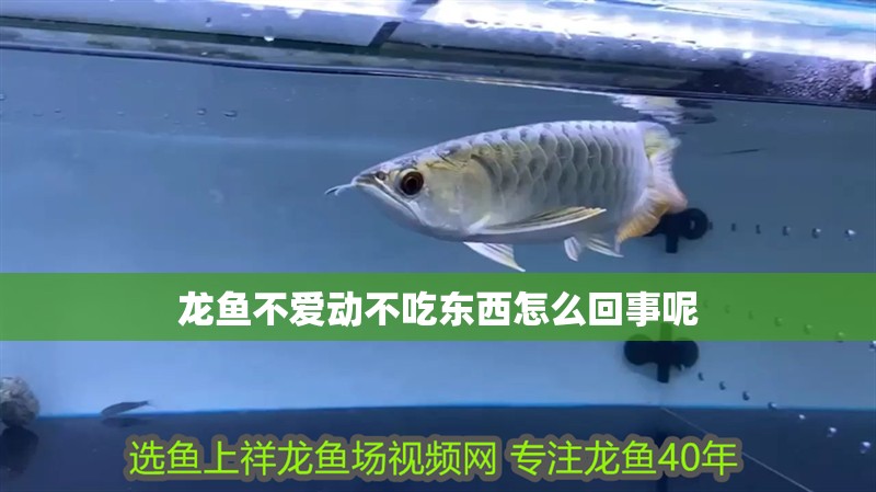 龍魚不愛動(dòng)不吃東西怎么回事呢