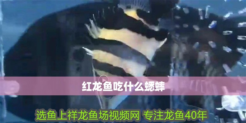 紅龍魚吃什么蟋蟀