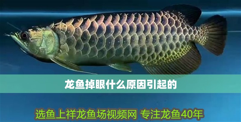 龍魚掉眼什么原因引起的