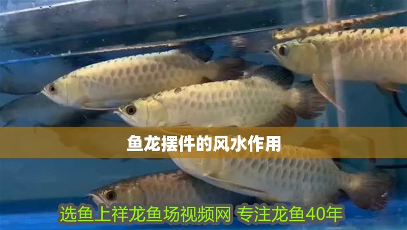 魚龍擺件的風水作用 魚龍擺件的風水作用 龍魚百科 第2張