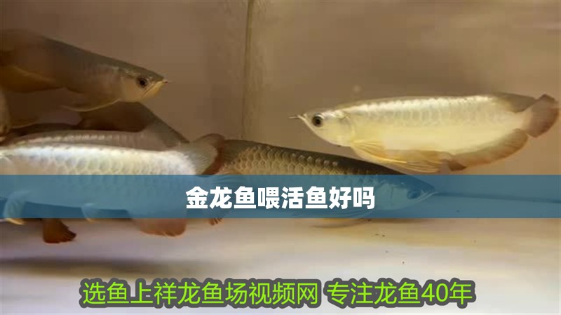 金龍魚喂活魚好嗎