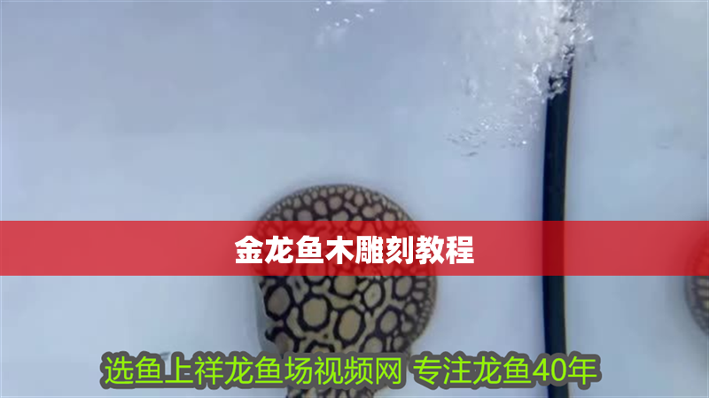 金龍魚木雕刻教程 龍魚百科 第2張 金龍魚木雕刻教程 金龍魚木雕刻教程 龍魚百科 第2張