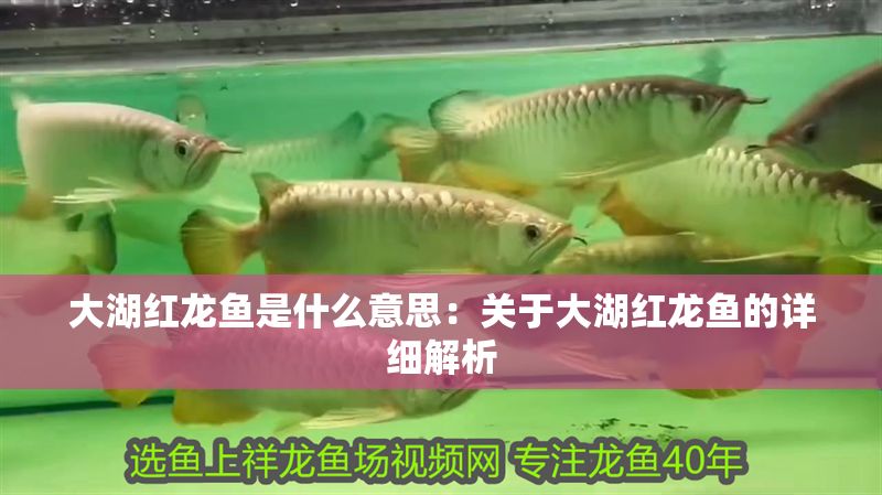 詳細(xì)閱讀:大湖紅龍魚(yú)是什么意思:關(guān)于大湖紅龍魚(yú)的詳細(xì)解析 大湖紅龍魚(yú)是什么意思:關(guān)于大湖紅龍魚(yú)的詳細(xì)解析