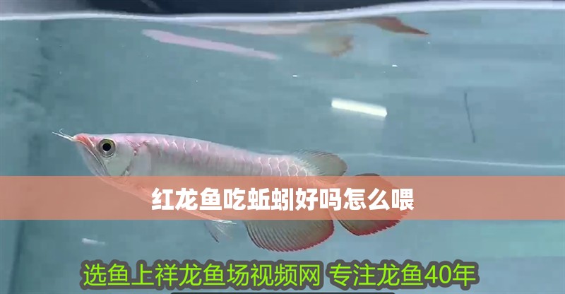 紅龍魚吃蚯蚓好嗎怎么喂