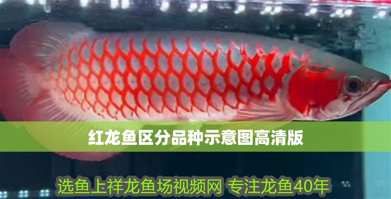 紅龍魚區(qū)分品種示意圖高清版