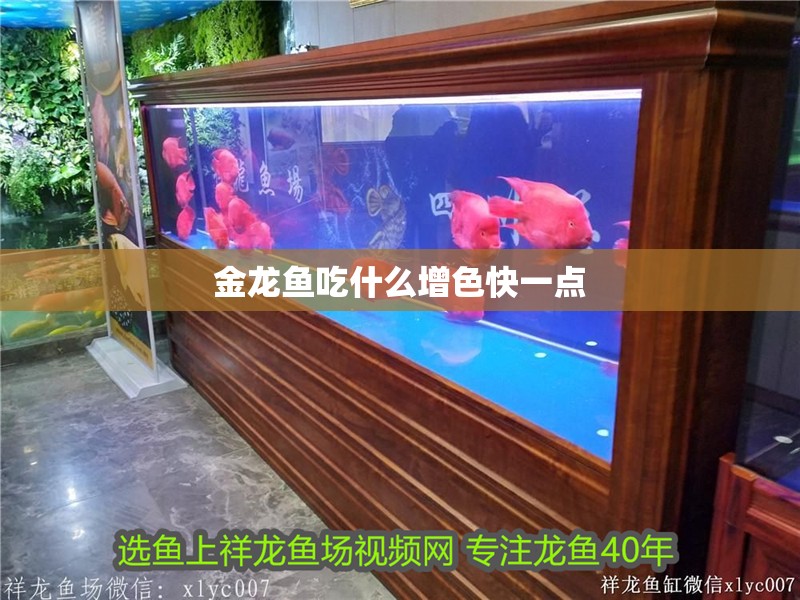 金龍魚吃什么增色快一點