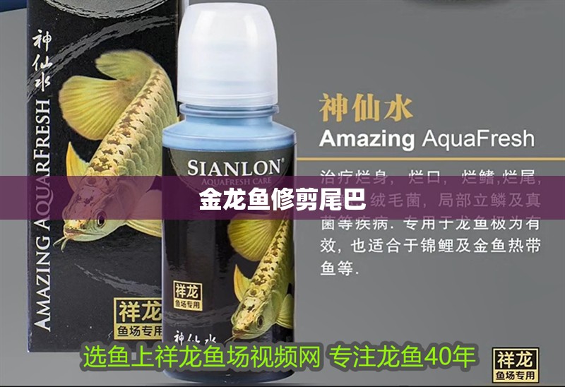 金龍魚修剪尾巴 金龍魚修剪尾巴 龍魚百科 第2張