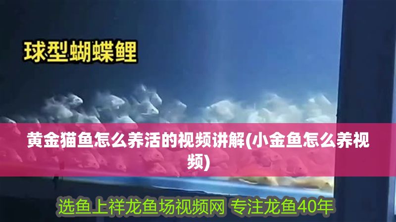 黃金貓魚怎么養活的視頻講解(小金魚怎么養視頻) 黃金貓魚怎么養活的視頻講解(小金魚怎么養視頻) 黃金貓魚百科 第1張