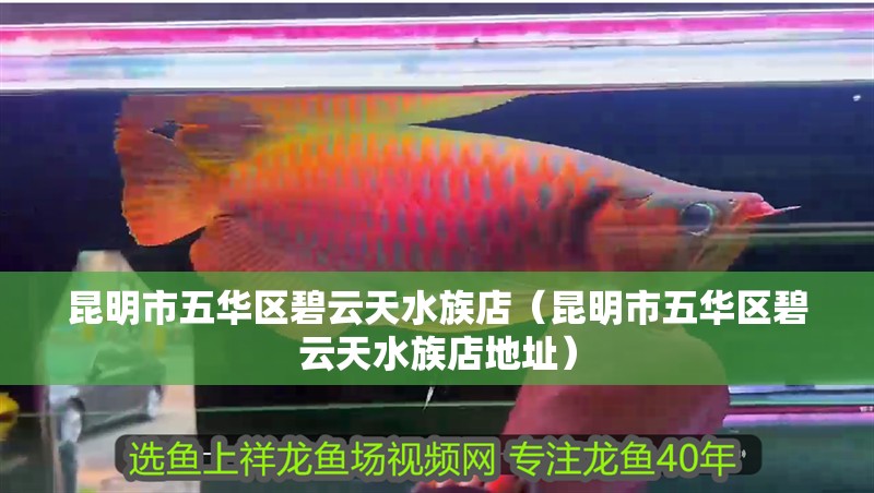 昆明市五華區碧云天水族店（昆明市五華區碧云天水族店地址）