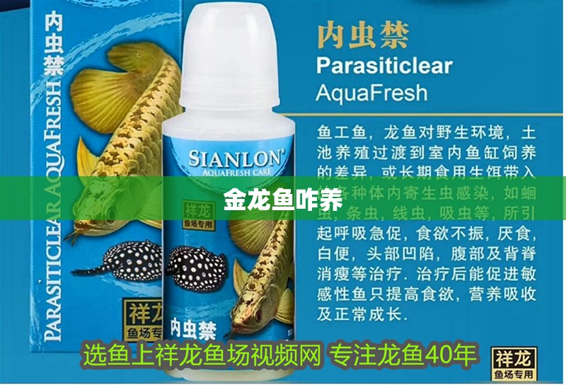 金龍魚咋養(yǎng)