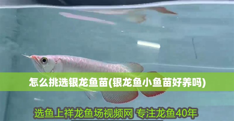 怎么挑選銀龍魚苗(銀龍魚小魚苗好養嗎)