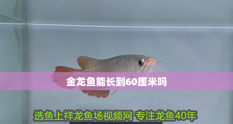 金龍魚能長到60厘米嗎