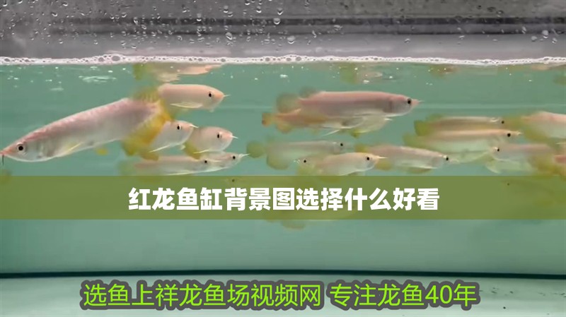 紅龍魚缸背景圖選擇什么好看 紅龍魚缸背景圖選擇什么好看 龍魚百科 第4張